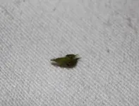 wicke2.webp wicke2.webp