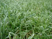 still green.webp