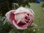 frosted rose.jpg