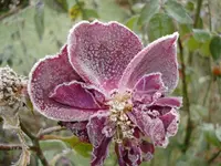 frosted rose 2.webp