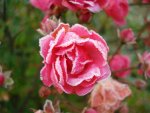 frosted rose 3.jpg