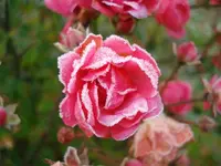 frosted rose 3.webp