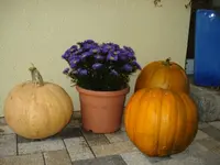 pumpkin show.webp