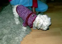 SDC12503.webp