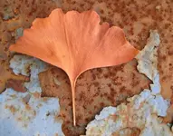 ginkgo.webp