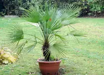 Palmen2010-10-26.webp
