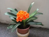 Clivia.webp