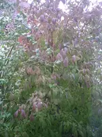 PIC00494.webp
