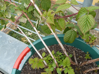 himbeere3.webp