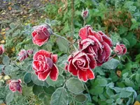 2010 10 27 003.webp