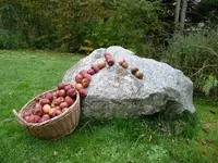 echtes Steinobst.webp