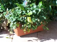 100_2627.webp