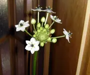 SDC12521.webp