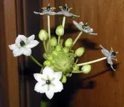 SDC12523.webp