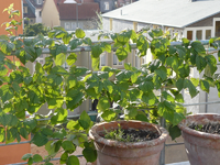 himbeere5.webp