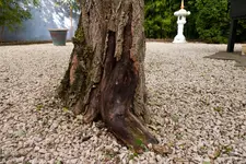 Baum_1.webp