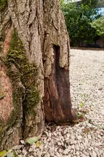 Baum_3.webp