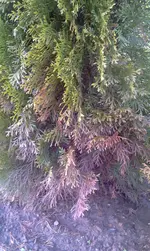 IMAG0037.webp