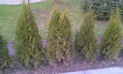 IMAG0038.webp
