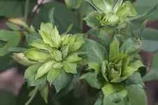 Grüne Rose.webp
