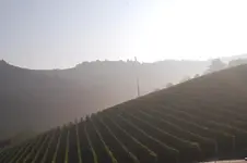 weinlese.webp