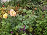 westerland.webp