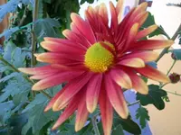 chrysantheme.webp