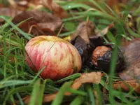 Ein leckres Paar.webp