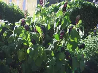 DSCF2205.webp