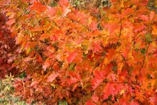 IMG_8945.webp