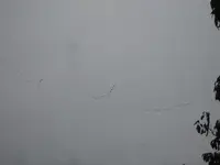 Wildgänse fliegen in den Süden.webp