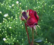 duneklrote Rose an.webp
