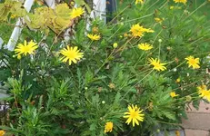 gelbe Margeriten.webp