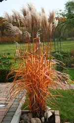Gras abblühend.webp