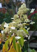 Rispenhortensie abblühend.webp