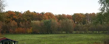Wäldchen färbt sich.webp