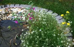 Teichpflanzen1.webp