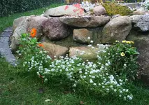Teichpflanzen2.webp