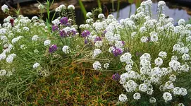 Teichpflanzen3.webp