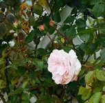 Penny Lane3.webp