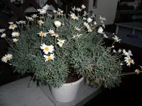 SAM_0169.webp