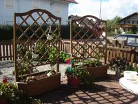 clematis2.webp