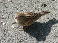 Spatz.webp