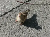 Spatz1.webp
