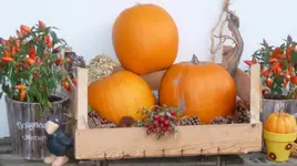 Herbst.webp
