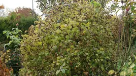 DSC04328.webp