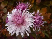079.webp