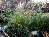 SDC12554.webp