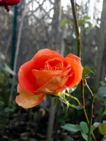 SDC12562.webp
