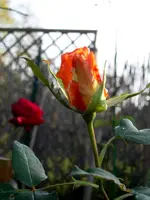SDC12561.webp